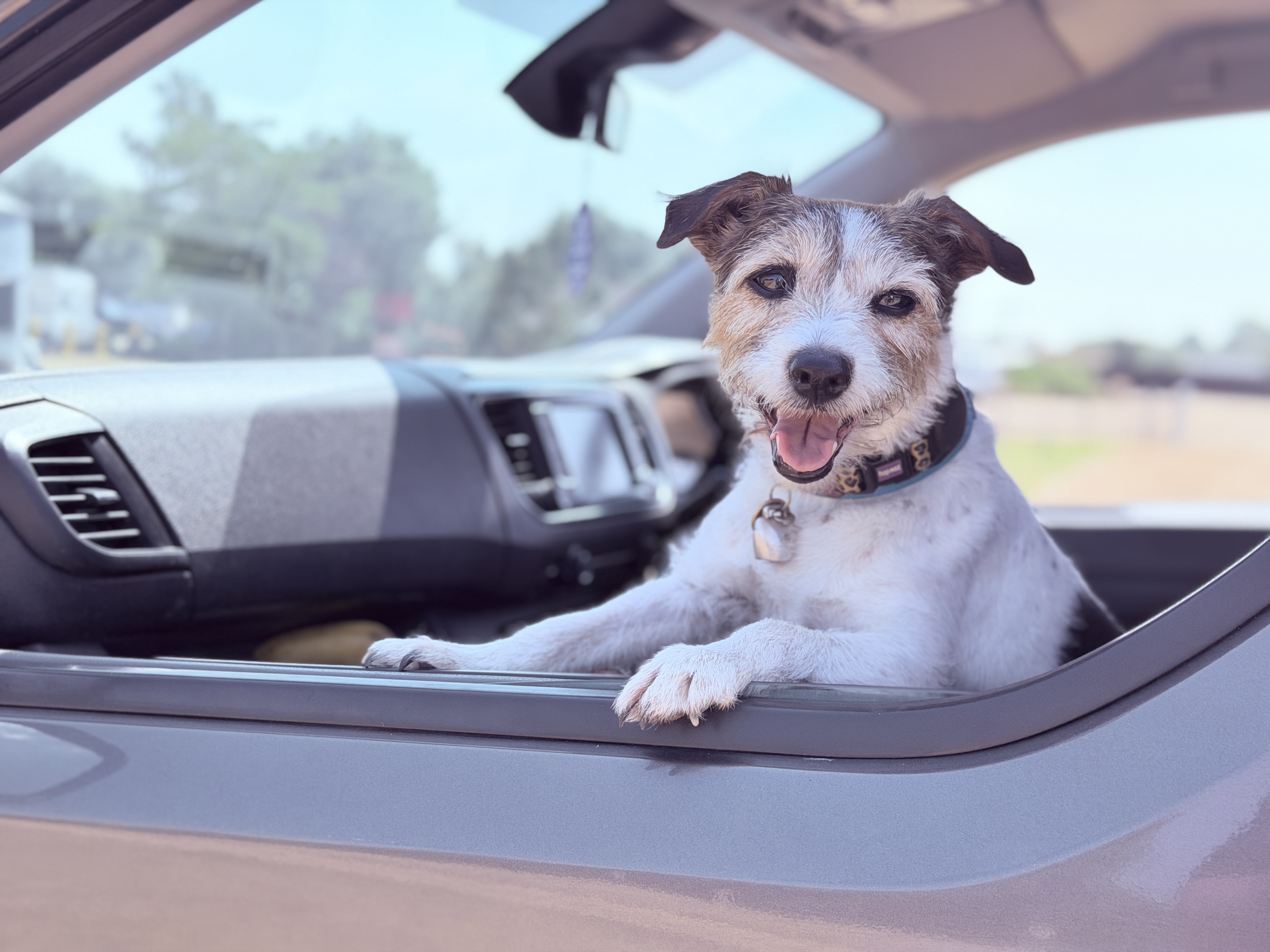 Dog in Pet Passenger vehicle